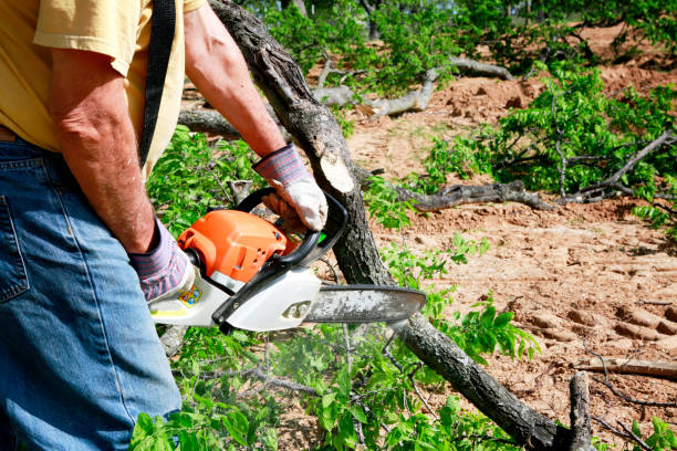 Best Tree Care Services  in Johnson, AR